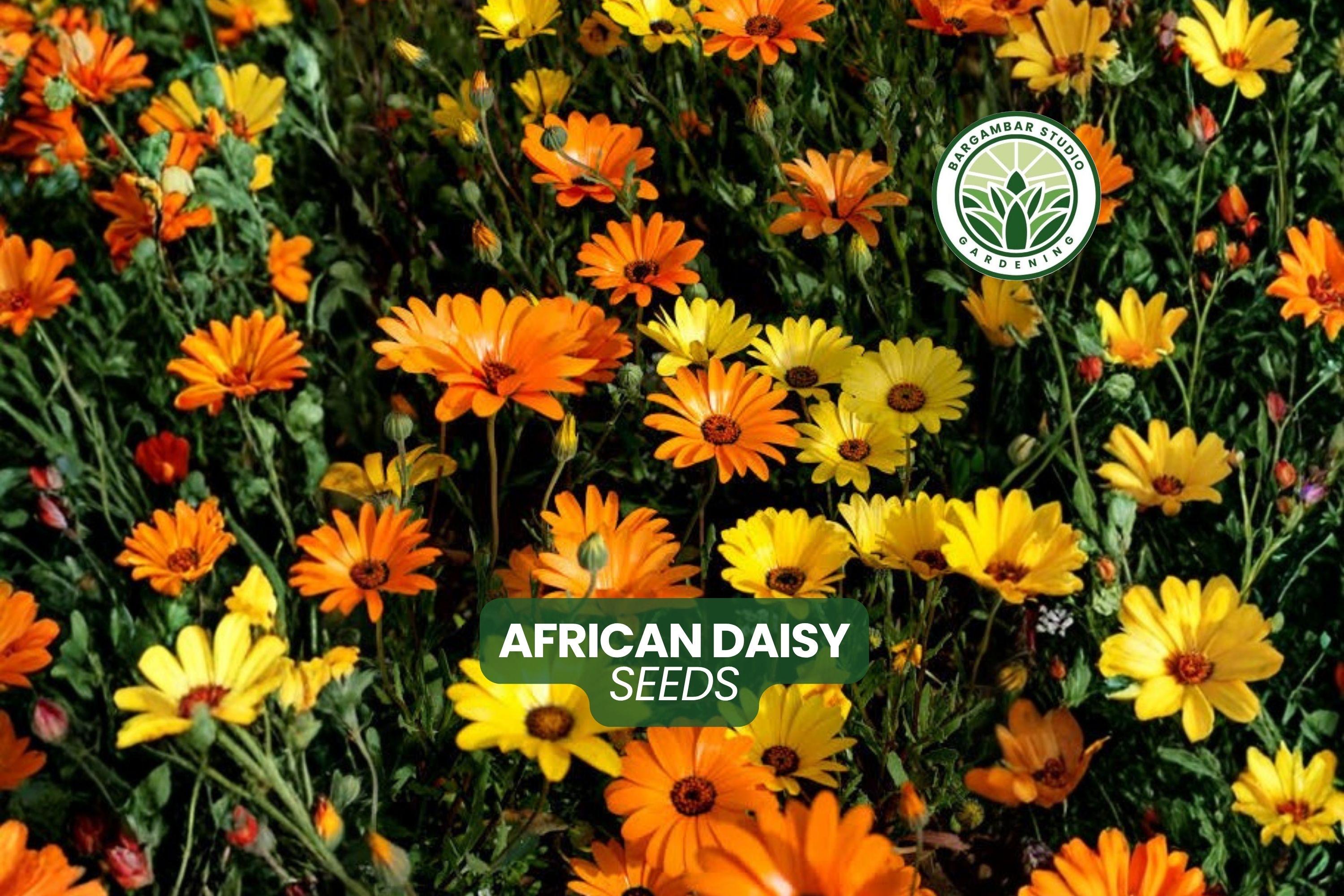 African Daisy Seeds: Dimorphotheca Sinuata Orange Flower, 50 Seeds - Etsy