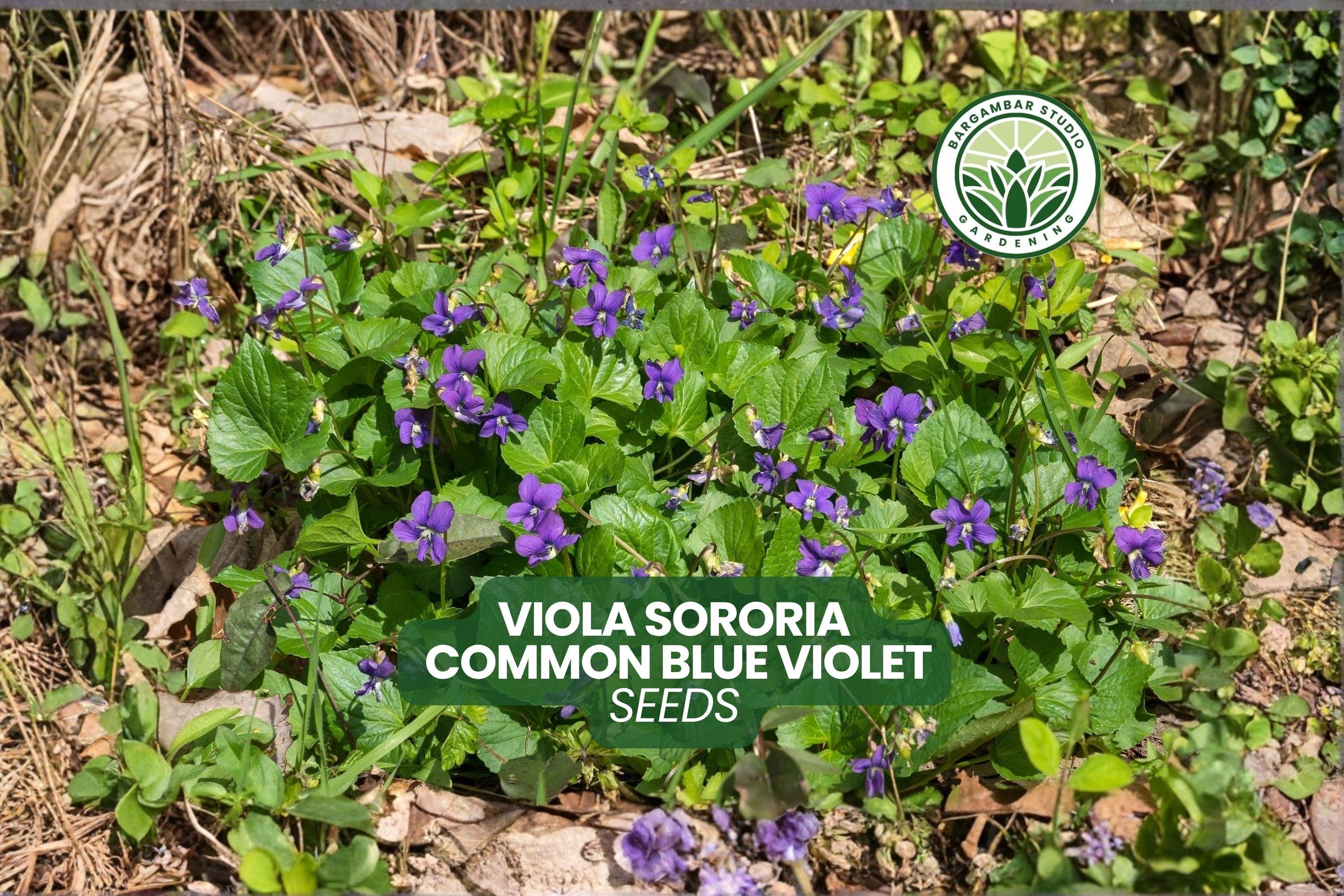 25 Viola Sororia Seeds Common Blue Violet Native Groundcover Flower ...