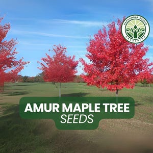 30 Amur Maple Tree Seeds – Acer ginnala – Compact Ornamental Tree with Fiery Fall Color – Hardy & Adaptable – Non-GMO Seeds