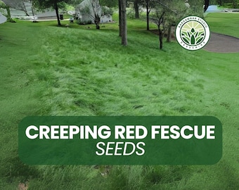 1000 Creeping Red Fescue Seeds: Shade & Sun Lawn, Erosion Control