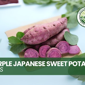 3 Purple Japanese Sweet Potato Slips