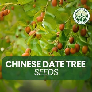 6 Chinese Date Tree Seeds – Ziziphus jujuba – Hardy Jujube Fruit Tree – Drought Tolerant & Ornamental – Non-GMO