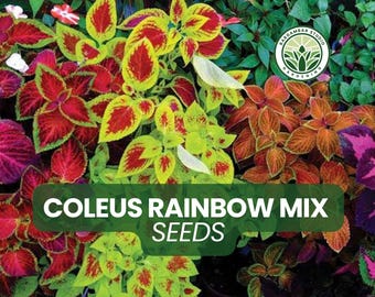 Coleus Rainbow Mix Seeds – Colorful Foliage Plant