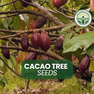 4 Cacao Tree Seeds for Planting - Theobroma cacao - Grow Your Own Chocolate Tree, Tropical Plant, Rare Fruit Seeds