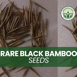 100 Rare Black Bamboo Seeds – Phyllostachys nigra – Elegant Ornamental Grass – Fast Growing – Privacy Screen – Non-GMO