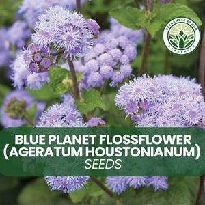 May include: Image of Blue Planet Flossflower (Ageratum Houstonianum) seeds. The image shows clusters of light purple flowers with a fluffy texture. The flowers are in full bloom, with green leaves and stems. The text on the image reads "Blue Planet Flossflower (Ageratum Houstonianum) Seeds."