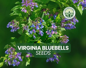 10 Virginia Bluebells Seeds – Mertensia virginica – Native Woodland Wildflower – Spring Bloom – Shade-Loving Perennial