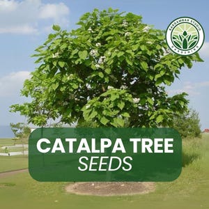 100 Catalpa Tree Seeds – Catalpa speciosa – Fast-Growing Shade Tree – Large Leaves  and White Blooms – Ornamental & Hardy – Non-GMO