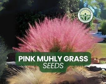 Pink Muhly Grass Seeds: Muhlenbergia capillaris - Ornamental Pink Plumes