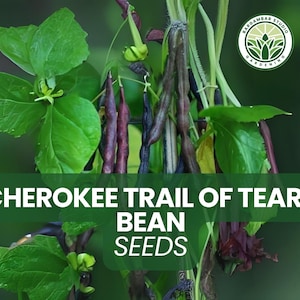 Cherokee Trail of Tears Bean Seeds – 20 Heirloom Seeds for Planting – Pole Bean Variety with Purple Pods – Productive Garden Beans