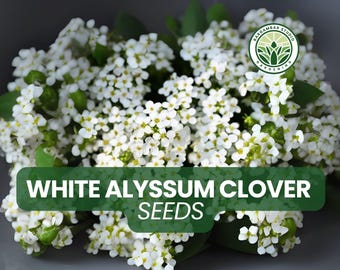 White Alyssum Seeds: Fragrant 'Carpet of Snow' Ground Cover - 500 Non-GMO