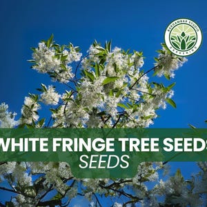 30 White Fringe Tree Seeds – Chionanthus virginicus Ornamental Tree with Fragrant White Flowers, Native Shade Tree for Landscaping