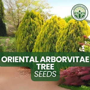 30 Oriental Arborvitae Tree Seeds – Platycladus orientalis Evergreen Conifer, Compact Ornamental Tree for Hedges or Bonsai Projects
