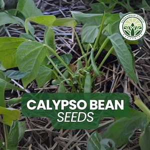 20 Calypso Bean Seeds – Heirloom Phaseolus vulgaris Seeds for Planting, Black and White Dry Beans for Garden or Container
