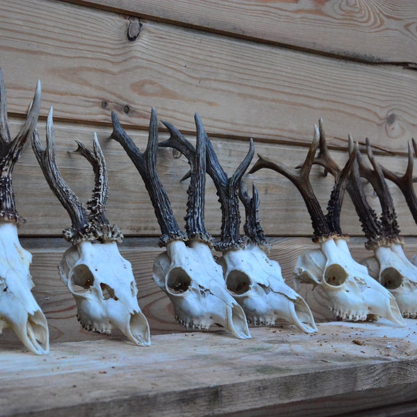 HUGE Roe deer FULL skull  | European roe deer (Capreolus capreolus) real deer skull home decor NATURAL Price per piece