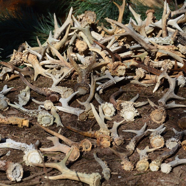 Bois unique au hasard * Trouvé dans la forêt * Remise en bois de chevreuil blanc - choisi au hasard - prix par pièce Remise naturelle/coupé dans le crâne