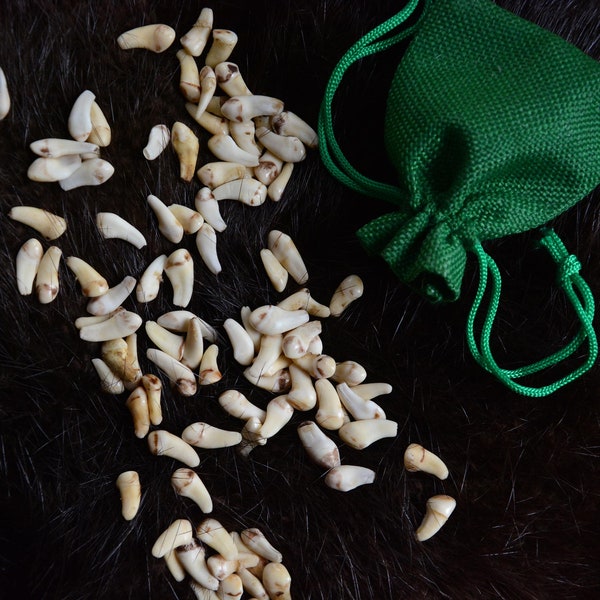 Parure de dents de cerf en ivoire, véritable cerf élaphe européen pour la fabrication de bijoux - Dents spéciales UNIQUE Livrées dans un sac en jute