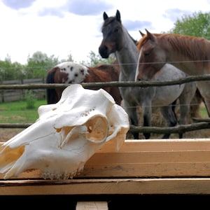 Pristine White Red Deer Skulls | Real European Red Deer (Cervus elaphus)