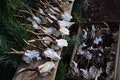 RANDOM Roe deer skull CAP | European roe deer (Capreolus capreolus) real deer skull home decor NATURAL Price per piece