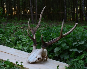 The *Found in a forest* red deer skull - from the heart of the European forest to your home (Cervus elaphus) EchoesOfForest