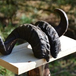 Pair of Ram horns - real and natural horns Matching Set of Dark-Colored Ram Horns - Striking Natural Beauty for Your Unique Style