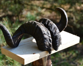 Pair of Ram horns - real and natural horns Matching Set of Dark-Colored Ram Horns - Striking Natural Beauty for Your Unique Style