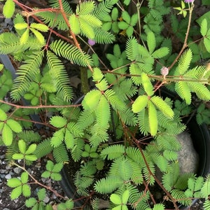 Medium 6-8 inch Mimosa Pudica sensitive plant image 2