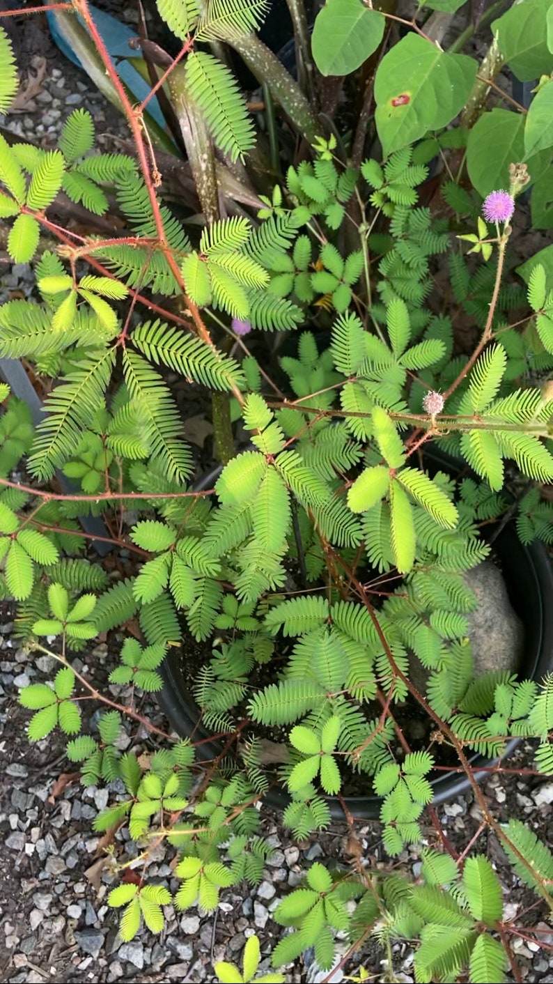 Medium 6-8 inch Mimosa Pudica sensitive plant image 2