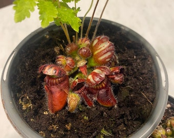 Large Cephalotus Fallicularis (Coal Mine Beach) Rare