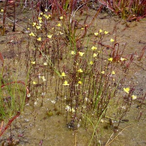 Bladderwort- Utricularia subulata