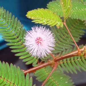 Medium 6-8 inch Mimosa Pudica sensitive plant image 1