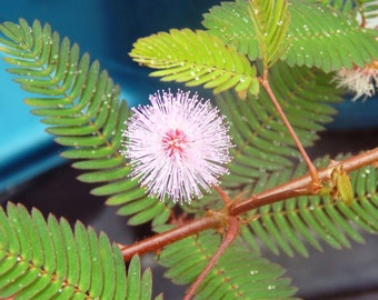 Medium 6-8 inch Mimosa Pudica (sensitive plant)