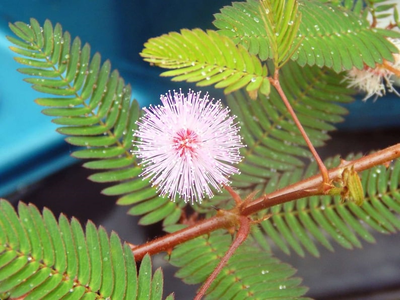 Medium 6-8 inch Mimosa Pudica sensitive plant image 1