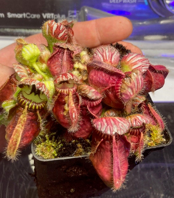 Extra Large - Cephalotus Follicularis