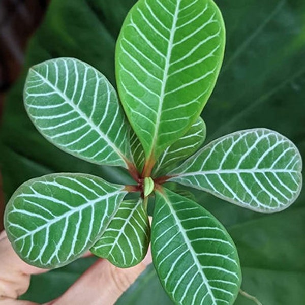 Madagascar Jewel Plant ‘Euphorbia Leuconeura’