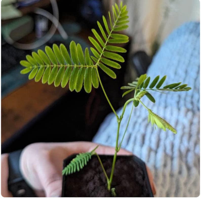 Medium 6-8 inch Mimosa Pudica sensitive plant image 4