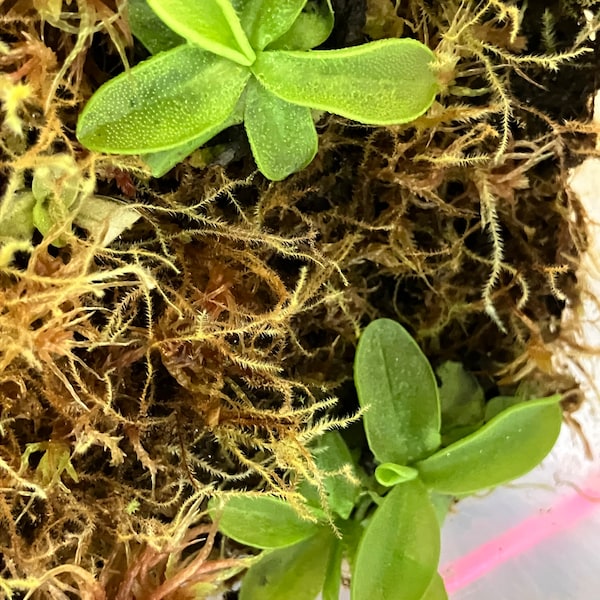 Pinguicula Primulifora (Butterwort) (Ping)