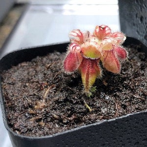 Large - Cephalotus Follicularis - Etsy