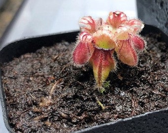 Small- Cephalotus Follicularis