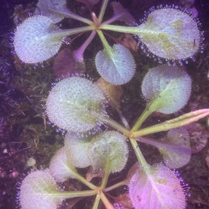 Drosera ‘Andromeda’ (schizandra x prolifera)