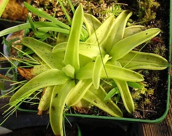 Pinguicula lutea (Butterwort) (Ping)