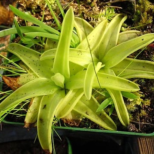 Pinguicula lutea (Butterwort) (Ping)