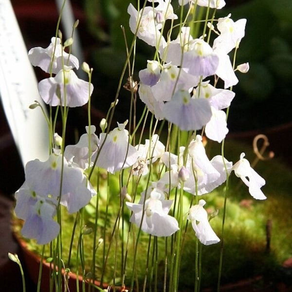 Bladderwort (Utricularia livida)