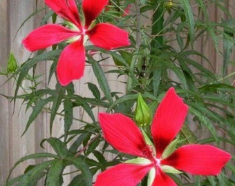 SMALL- Texas Star Hibiscus (Rare) You will NOT find ths at your local nursery.