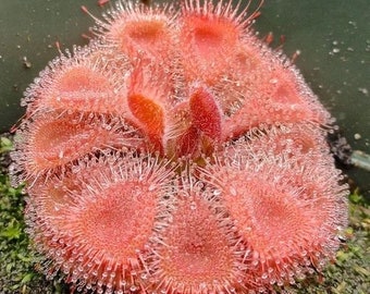 Drosera burmannii ‘Humpty Doo’