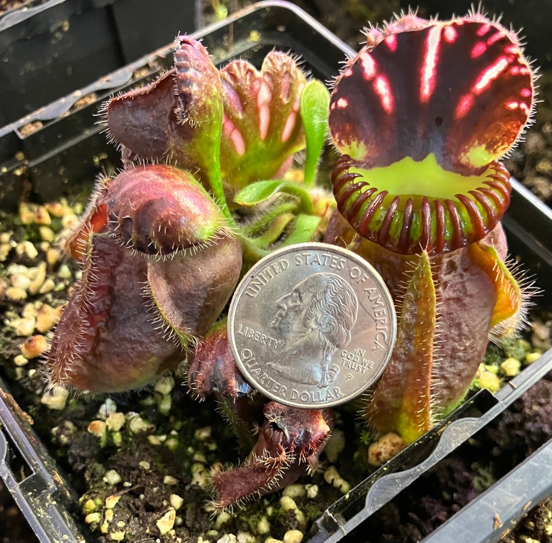 Large - Cephalotus Follicularis - Etsy