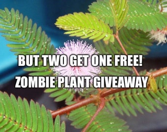 Buy TWO get one  free!!!! Mimosa Pudica (sensitive plant, zombie plant, touch me not)