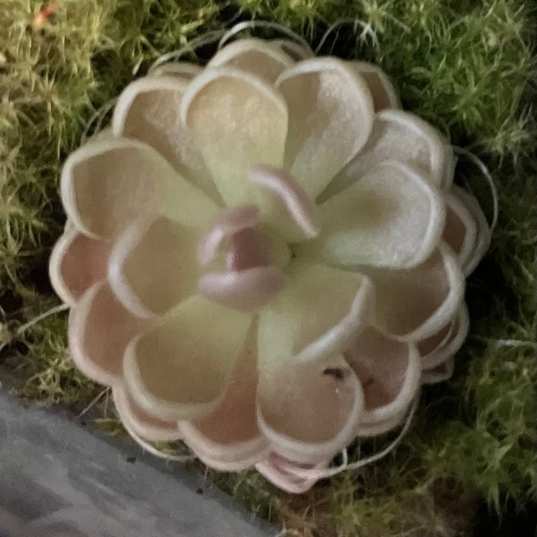 Pinguicula Esseriana hybrid pink (Butterwort)