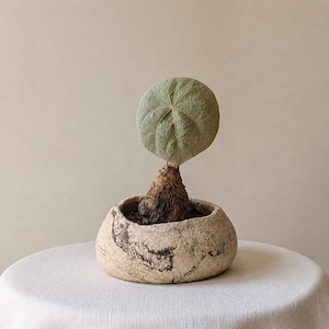 Maceta artesanal para suculentas / Maceta de gres para cactus / Maceta de cerámica orgánica