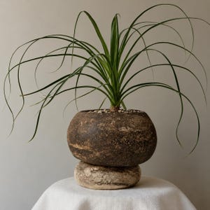 Può includere: Una pianta di Beaucarnea con lunghe foglie verdi sottili e arcuate che cresce in un vaso di ceramica sferico, scuro e testurizzato, poggiato su una base più piccola, chiara e arrotondata, simile a una pietra impilata.